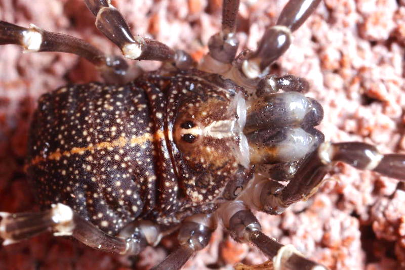 Egaenus convexus ♂ subadult