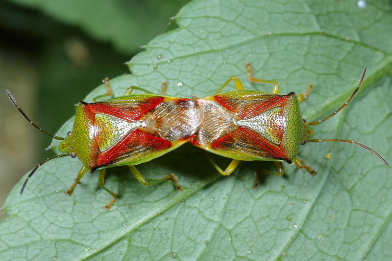 Elasmostethus interstinctus, Berkenkielwants