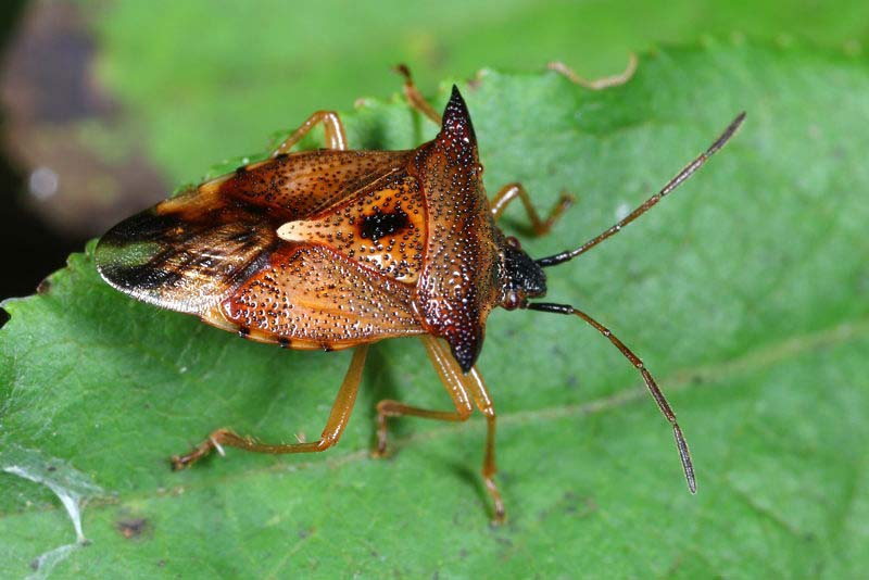 Elasmucha ferrugata, Bosbeskielwants