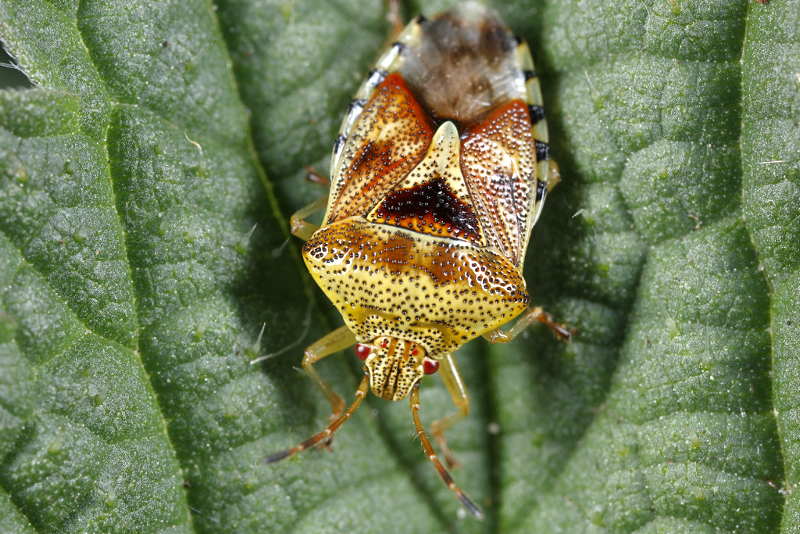 Elasmucha grisea, Gewone kielwants