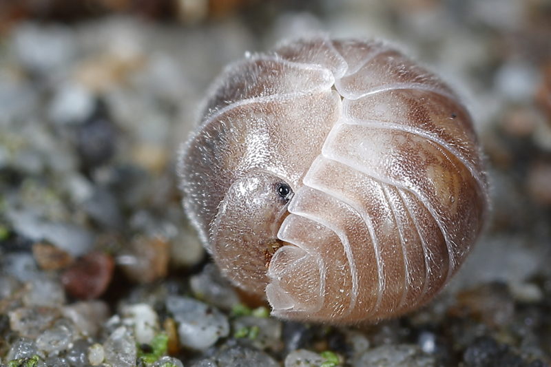 Eluma caelatum