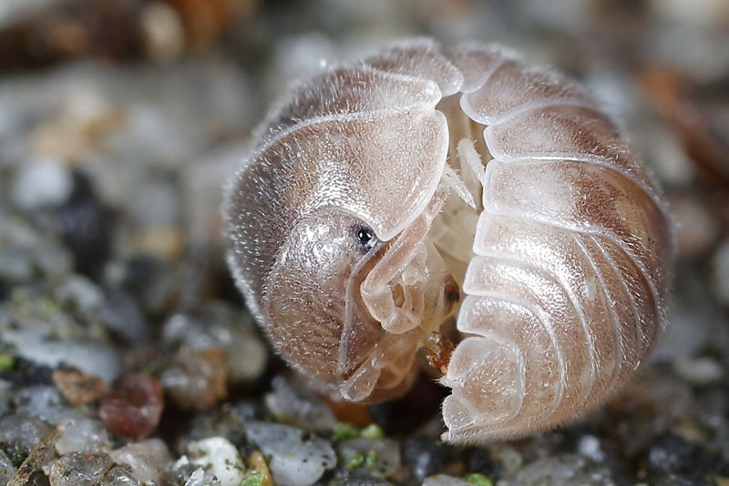 Eluma caelatum