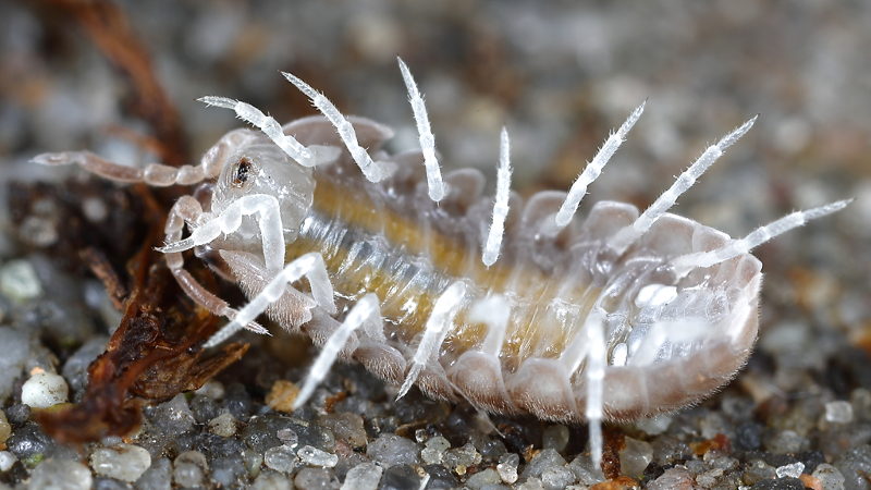 Eluma caelatum