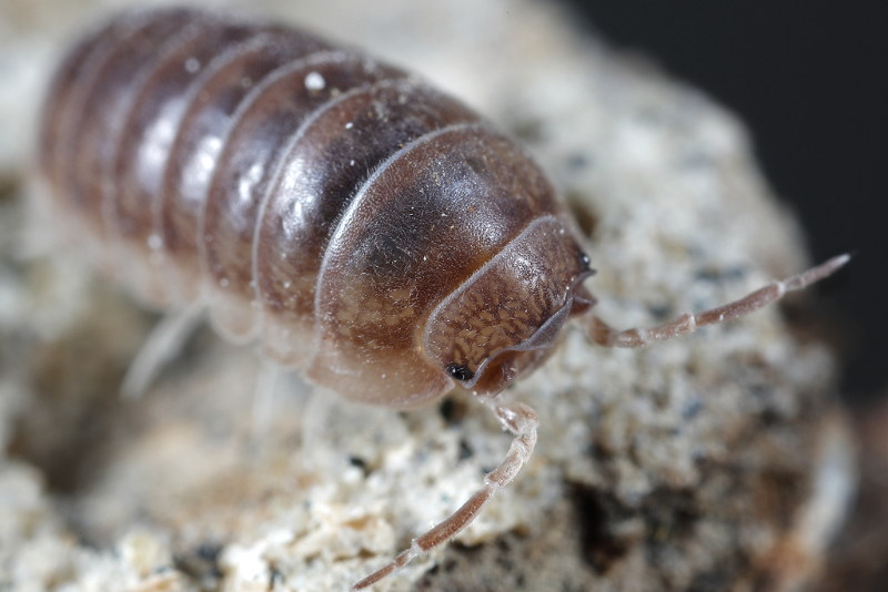 Eluma caelatum