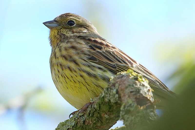 geelgors, Emberiza citrinella ♀
