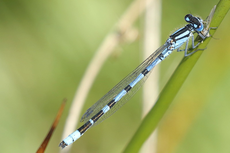 Watersnuffel, Enallagma cyathigerum ♂