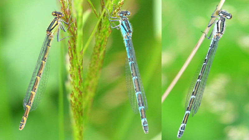 Watersnuffel, Enallagma cyathigerum ♀♀
