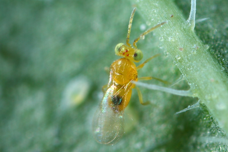 Encarsia hispida