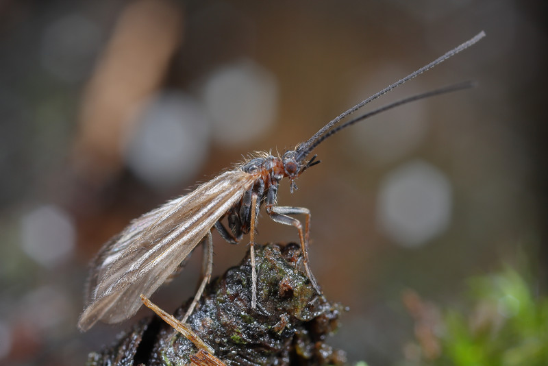 Landkokerjuffer, Enoicyla pusilla, man