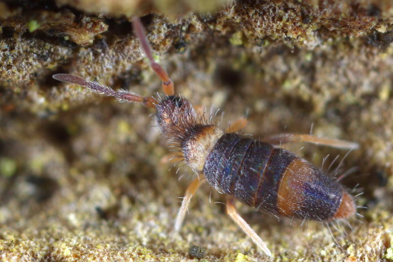 Entomobrya albocincta