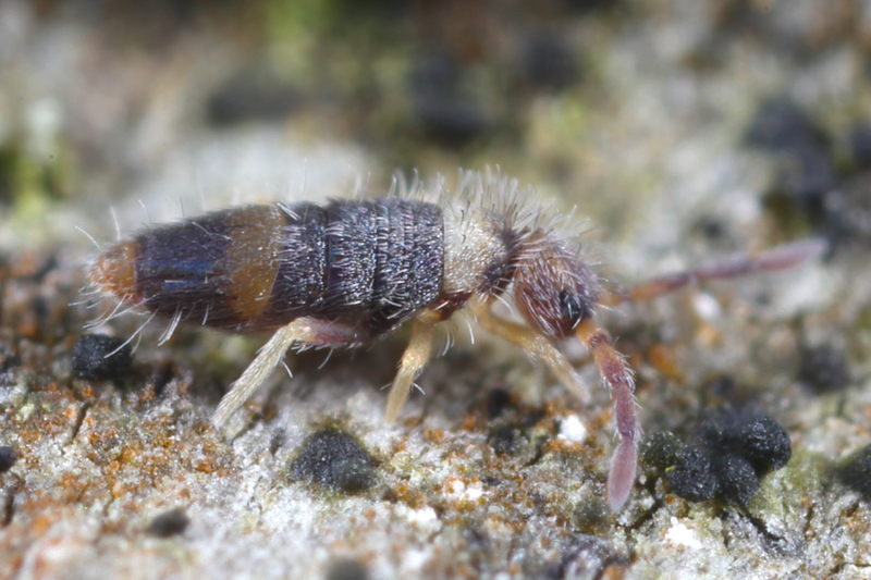 Entomobrya albocincta