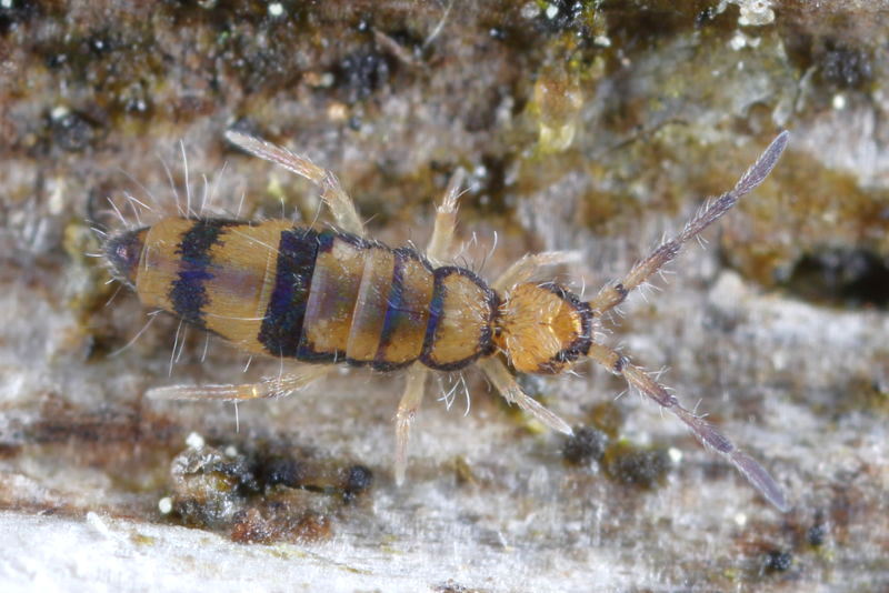 Entomobrya corticalis