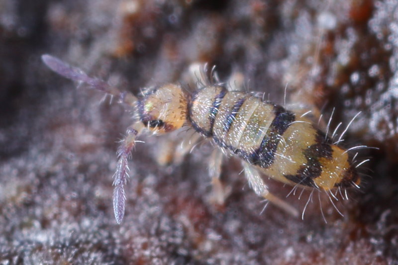 Entomobrya corticalis