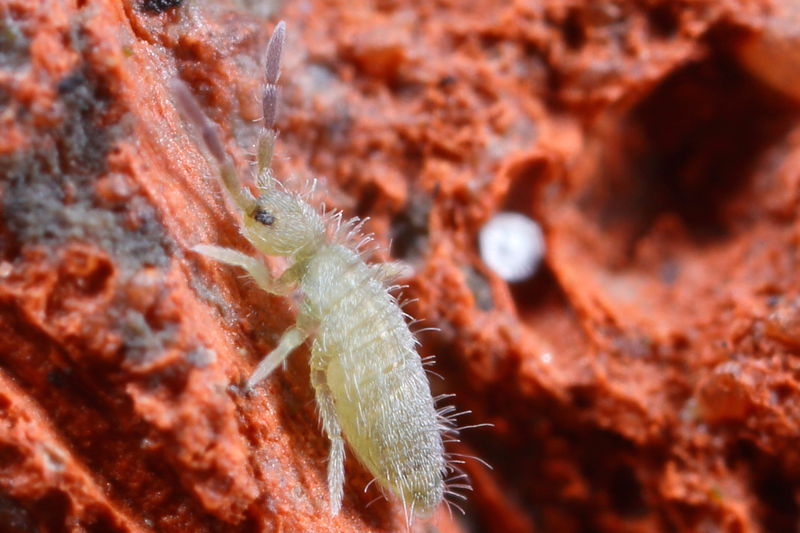 Entomobrya lanuginosa