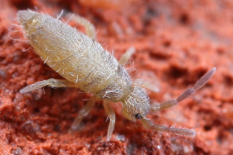 Entomobrya lanuginosa