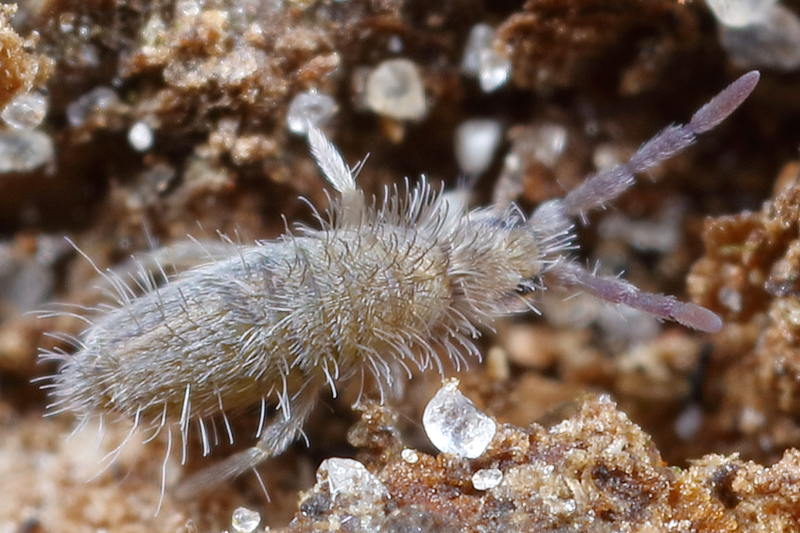 Entomobrya marginata
