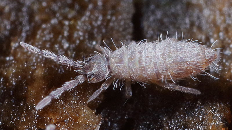 Entomobrya marginata