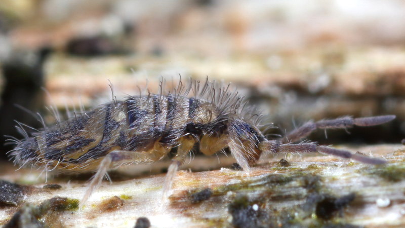 Entomobrya multifasciata