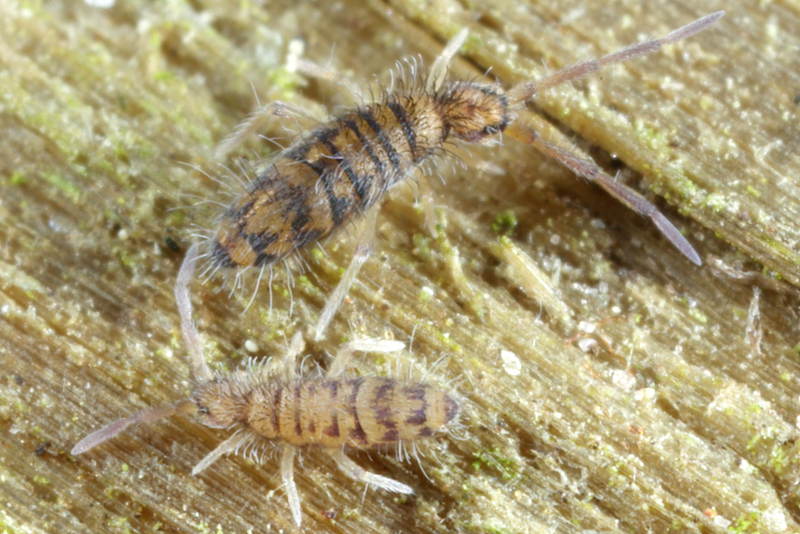 Entomobrya multifasciata