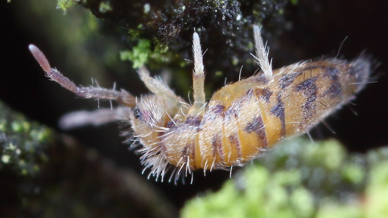 Entomobrya multifasciata