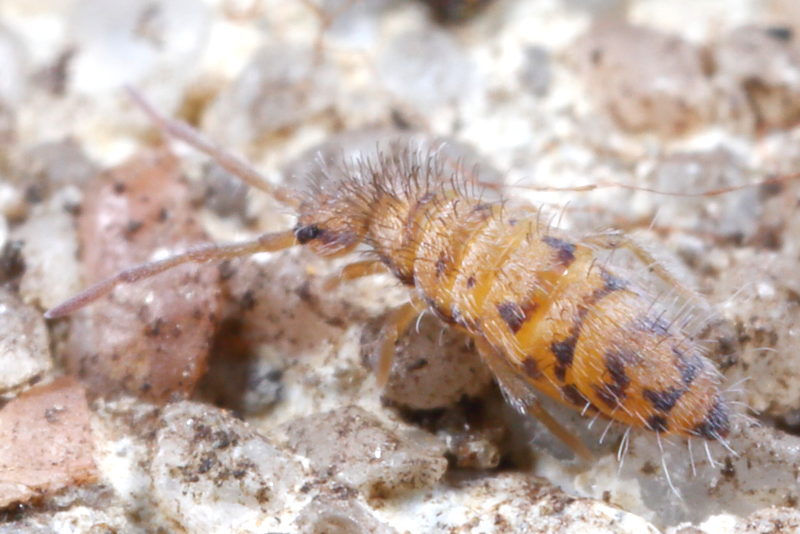 Entomobrya multifasciata