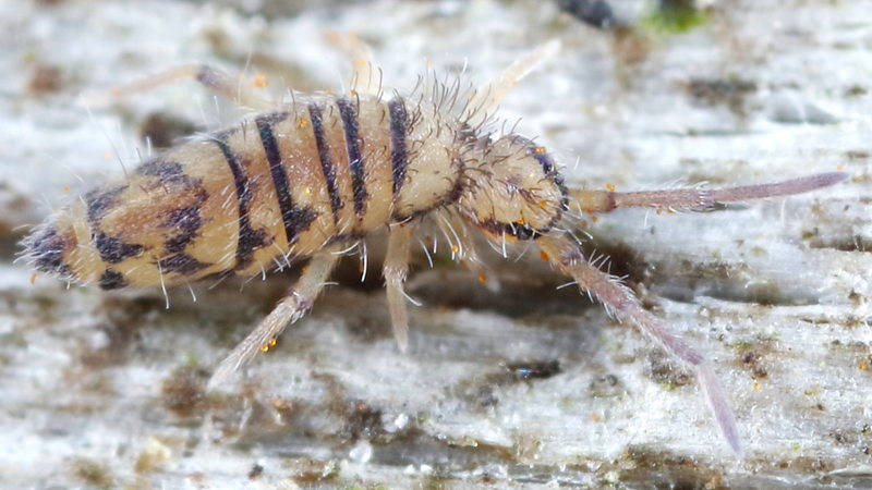 Entomobrya multifasciata