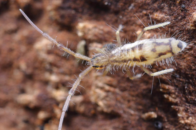 Entomobrya muscorum