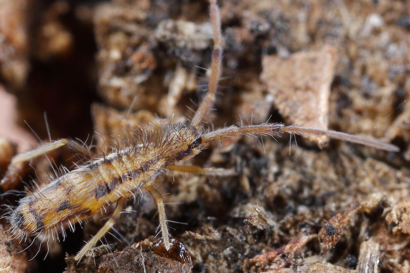 Entomobrya muscorum
