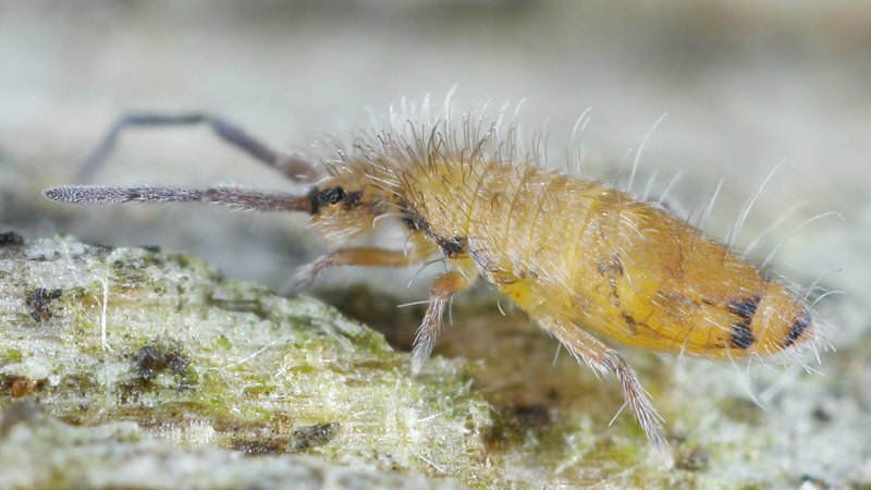 Entomobrya nicoleti