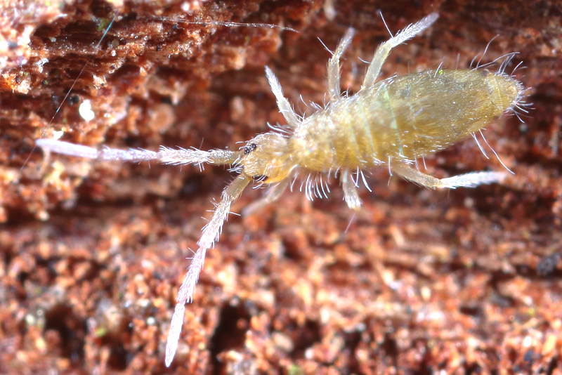 Entomobrya nicoleti