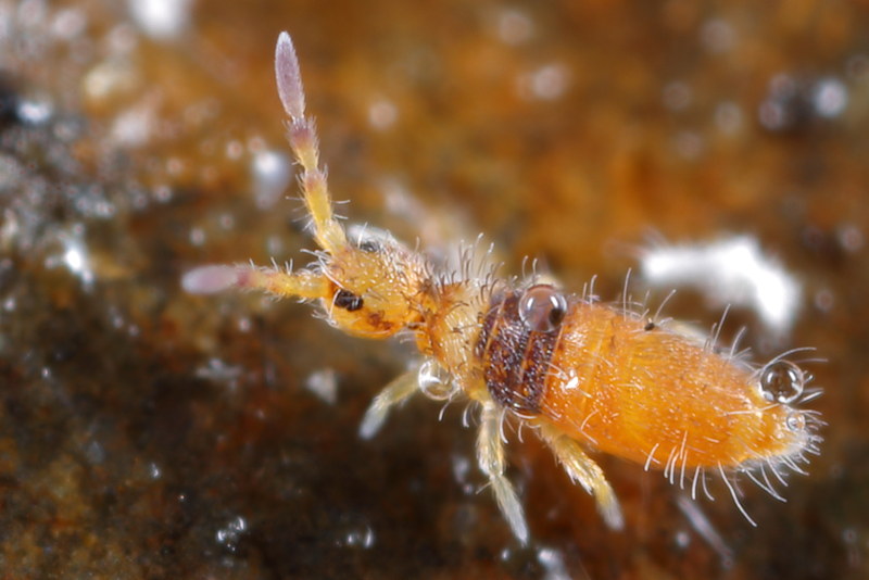 Entomobrya nigrocincta ♂