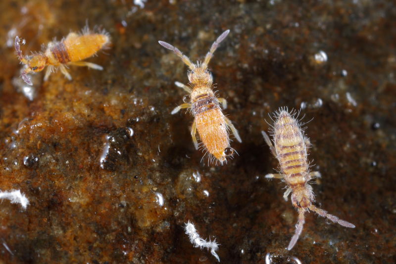 Entomobrya nigrocincta