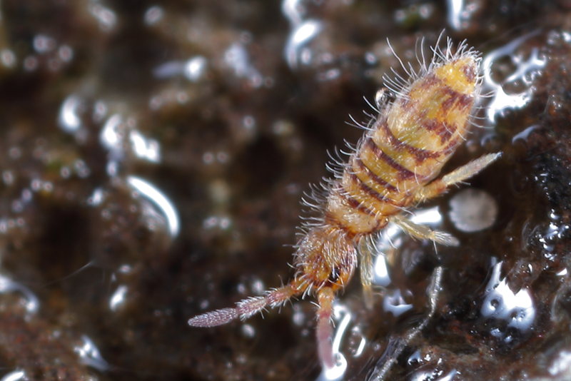Entomobrya nigrocincta ♀