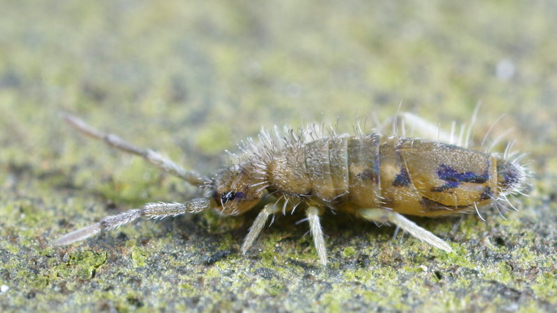 Entomobrya nivalis
