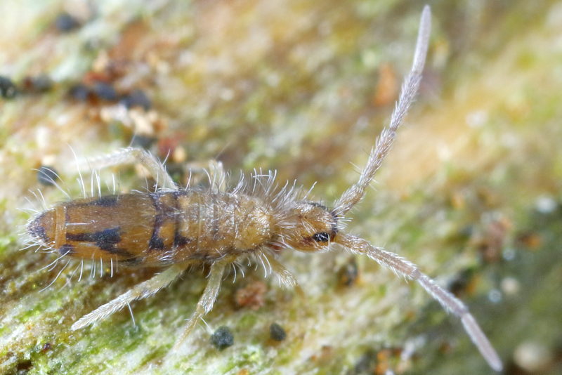 Entomobrya nivalis