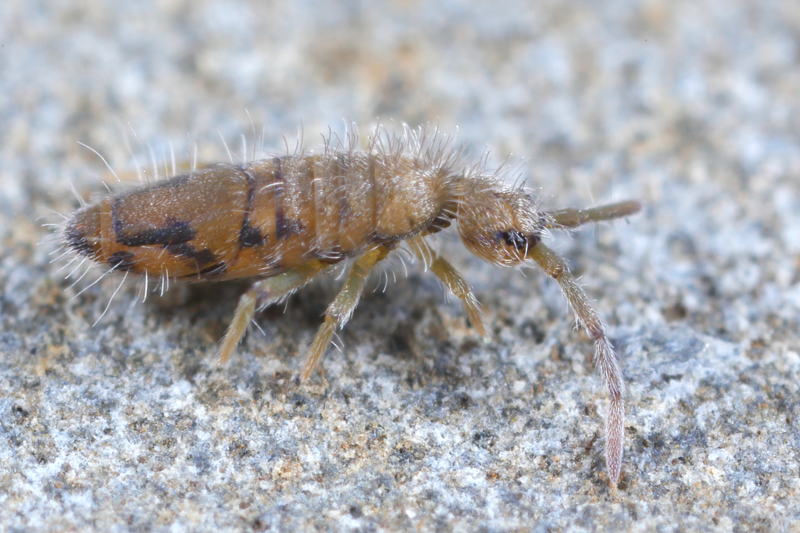 Entomobrya nivalis