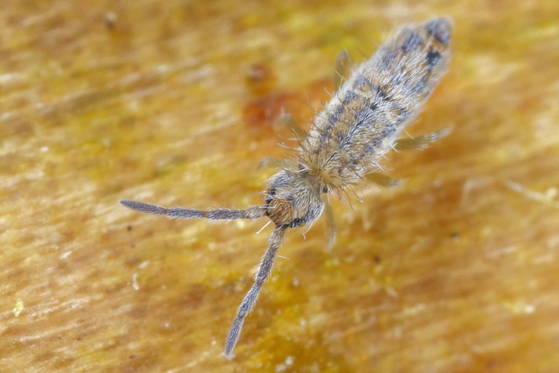 Entomobrya quinquelineata
