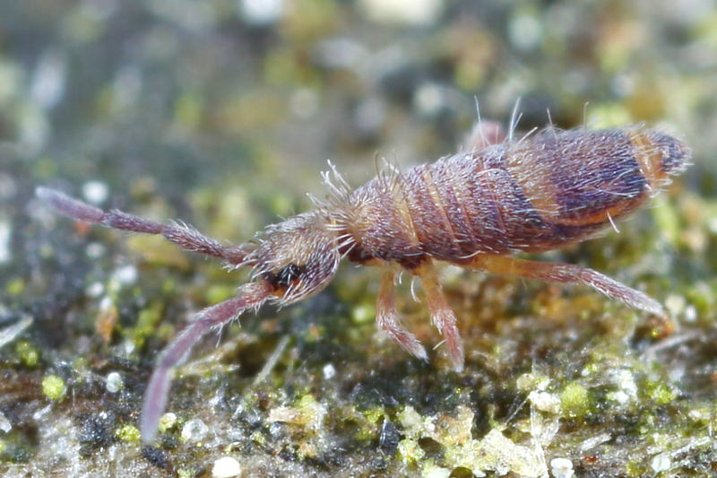Entomobrya schoetti