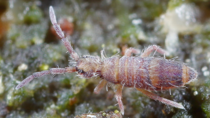 Entomobrya schoetti
