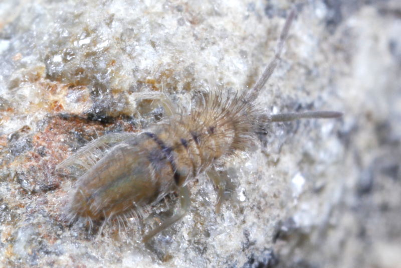 Entomobrya unostrigata