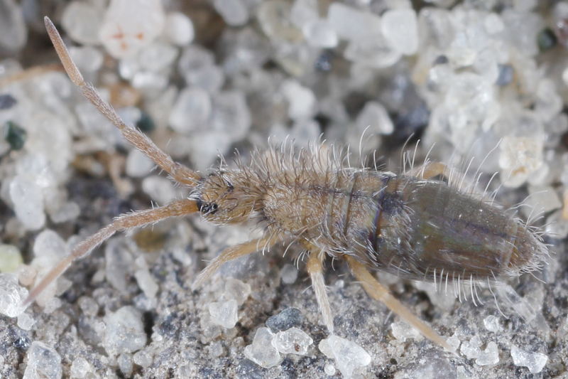 Entomobrya unostrigata