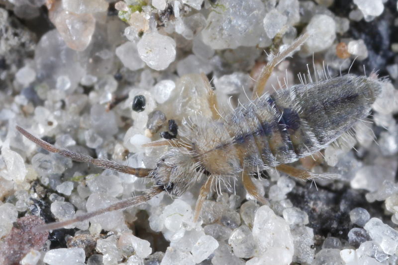 Entomobrya unostrigata