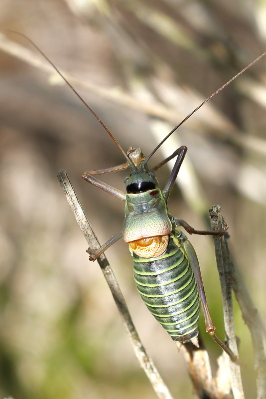 Zadelsprinkhaan, Ephippiger diurnus ♂