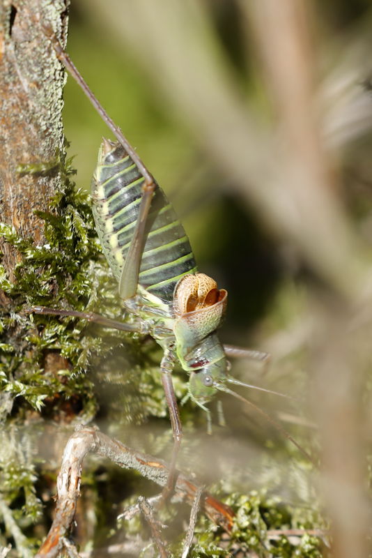 Zadelsprinkhaan, Ephippiger diurnus ♂