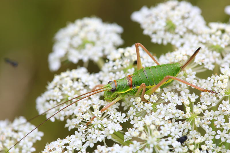 Oostelijke Zadelsprinkhaan, Ephippiger ephippiger ♀
