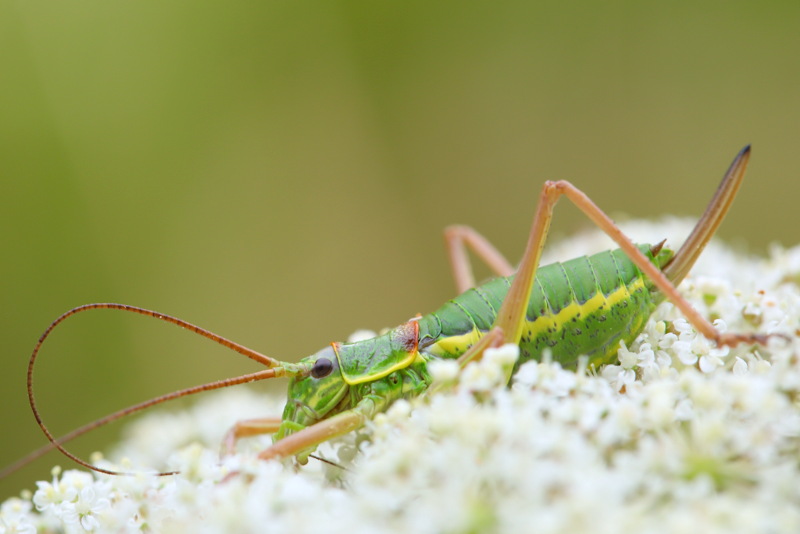 Oostelijke Zadelsprinkhaan, Ephippiger ephippiger ♀