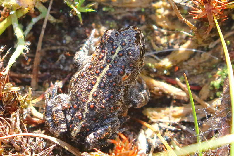 rugstreeppad, Epidalea calamita juveniel