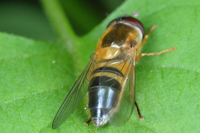 Epistrophe eligans, Enkele-bandzweefvlieg