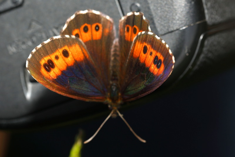 Boserebia, Erebia ligea (SK)