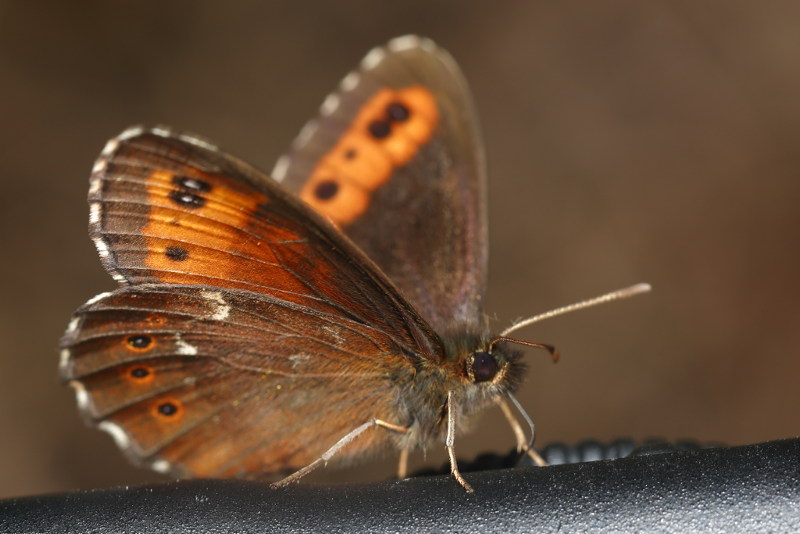 Boserebia, Erebia ligea (SK)